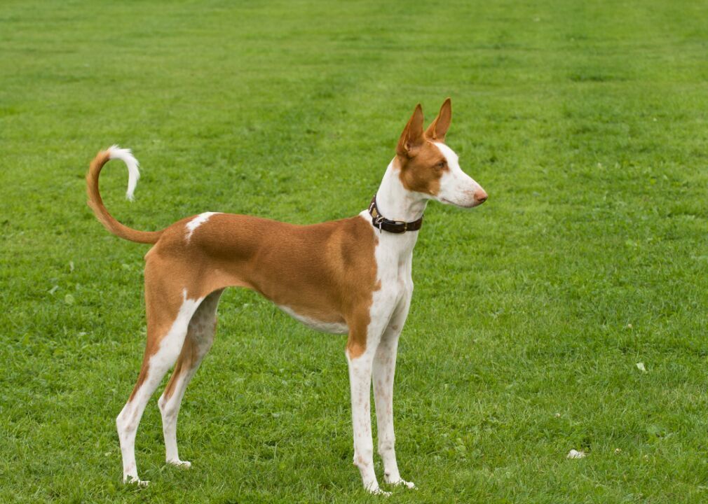 #27. Ibizan hound (tie)